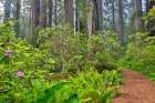 USA, California. Del Norte Redwoods State Park springtime with redwoods and rhododendrons Art Print